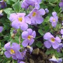 Bacopa diffusa 'Gulliver Dark Blue' fleur